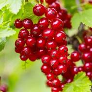 Саджанець Порічка Каскад в контейнері